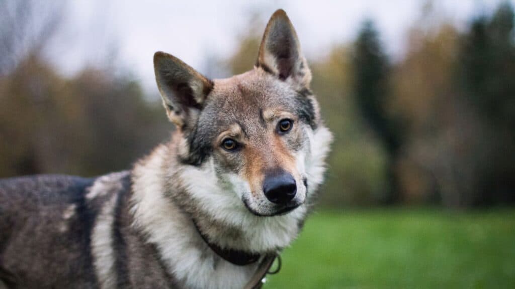 ceskoslovensky vlcak 1024x576 1 | Pets